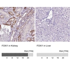 Anti-FOXI1 Antibody