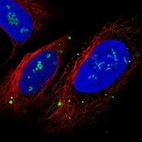 Immunofluorescent staining of human cell line U-2 OS shows localization to nucleoli & vesicles.