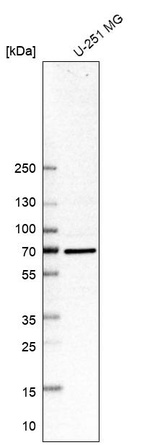 Western blot analysis in human cell line U-251 MG.