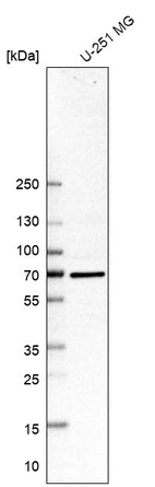 Western blot analysis in human cell line U-251 MG.