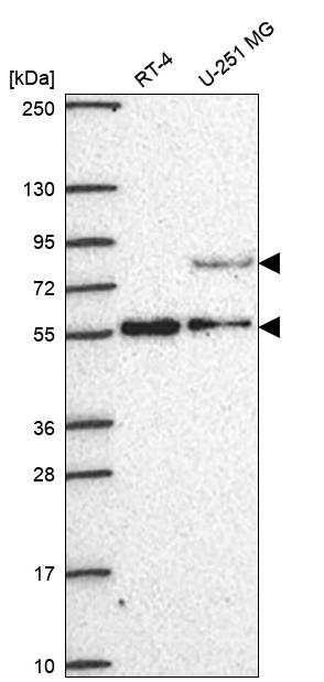 Anti-CENPI Antibody