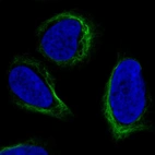 Anti-APOBEC3C Antibody