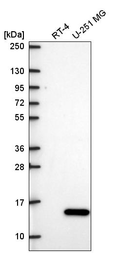 Anti-ITGB1BP1 Antibody