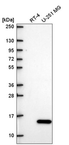 Anti-ITGB1BP1 Antibody