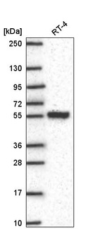 Western blot analysis in human cell line RT-4.