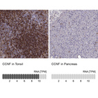 Anti-CCNF Antibody