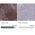 Anti-CCNF Antibody