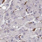 Immunohistochemical staining of human liver using Anti-CCNF antibody HPA071600.