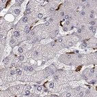 Immunohistochemical staining of human liver using Anti-CCNF antibody HPA071600.