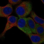 Immunofluorescent staining of human cell line HAP1 shows localization to cytosol.