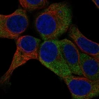Immunofluorescent staining of human cell line HAP1 shows localization to cytosol.