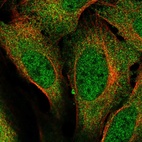 Immunofluorescent staining of human cell line U-2 OS shows localization to nucleoplasm & cytosol.