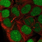 Immunofluorescent staining of human cell line CACO-2 shows localization to nucleus.