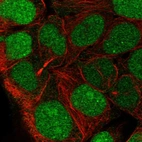 Immunofluorescent staining of human cell line CACO-2 shows localization to nucleus.