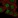 Anti-NFATC1 Antibody