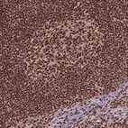 Immunohistochemical staining of human Lymph node shows strong nuclear positivity in germinal center cells and non-germinal center cells.