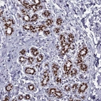Immunohistochemical staining of human breast shows strong nuclear positivity in glandular cells.