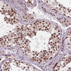 Immunohistochemical staining of human Testis shows strong nuclear positivity in cells in seminiferous ducts and Leydig cells.