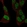 Anti-SSBP2 Antibody