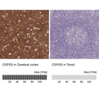 Anti-CSPG5 Antibody