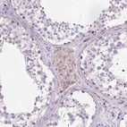 Immunohistochemical staining of human testis shows weak cytoplasmic positivity in Leydig cells.