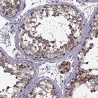 Immunohistochemical staining of human testis shows strong cytoplasmic granular positivity in cells in seminiferous ducts and Leydig cells.