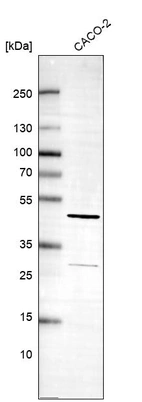 Western blot analysis in human cell line CACO-2.