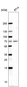 Anti-SELENOO Antibody