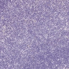Immunohistochemical staining of human tonsil shows negative cytoplasmic positivity in non-germinal center cells as expected.