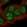 Anti-MED26 Antibody