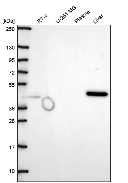 Anti-ACY1 Antibody