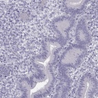 Immunohistochemical staining of human endometrium shows low expression as expected.