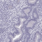 Anti-MROH7 Antibody