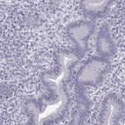 Immunohistochemical staining of human endometrium shows low expression as expected.