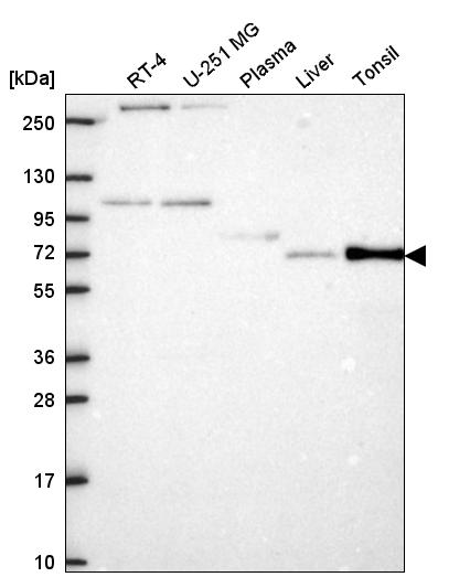 Anti-ZKSCAN7 Antibody