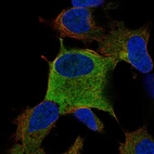 Immunofluorescent staining of human cell line SH-SY5Y shows localization to cytosol.