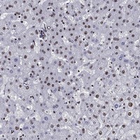 Anti-CYB561D2 Antibody