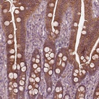 Anti-FAM234A Antibody