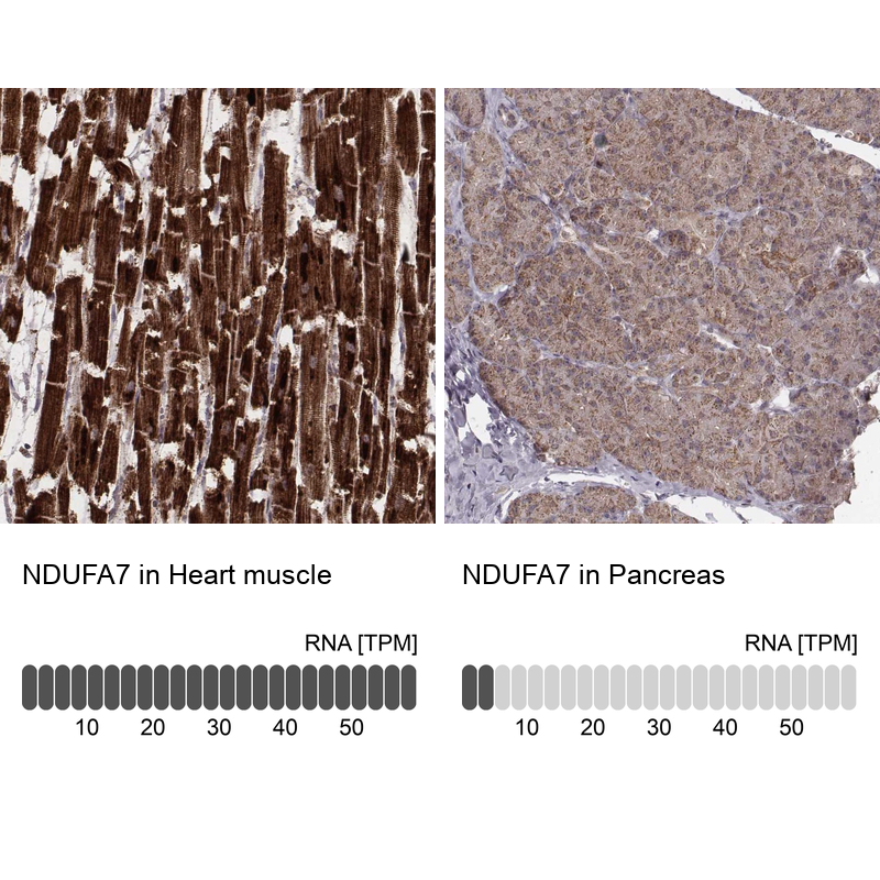 Anti-NDUFA7 Antibody