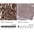 Anti-NDUFA7 Antibody