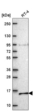 Anti-NDUFA7 Antibody