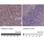 Anti-CASKIN2 Antibody