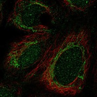 Anti-GADD45GIP1 Antibody