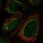 Anti-GADD45GIP1 Antibody