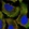 Anti-COQ7 Antibody