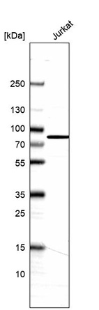 Anti-CEP63 Antibody