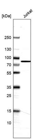 Anti-CEP63 Antibody
