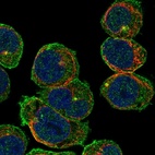 Immunofluorescent staining of human cell line HEL shows localization to plasma membrane & centrosome.