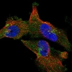 Anti-CFAP58 Antibody