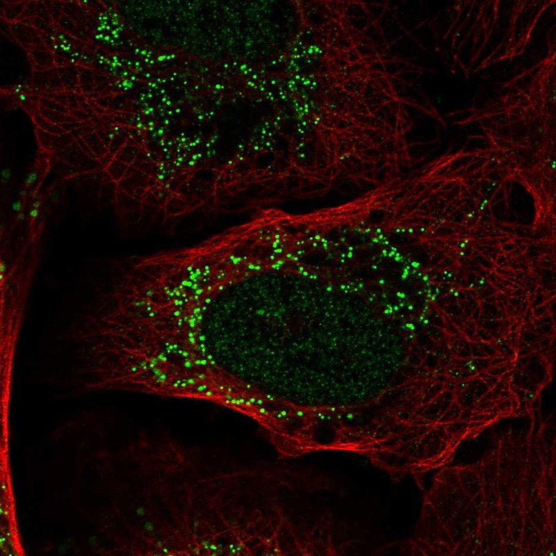 Anti-PIK3R3 Antibody